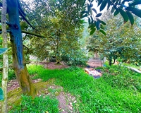 Vườn Sầu Riêng Tuyệt Đẹp 1426m2, Rạch Cây Cẩm, Trường Long, Phong Điền.