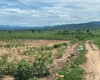 Cần bán gấp lô  đất có diện tích 1,9 mẫu tại huyện La Pa, tỉnh Gia Lai