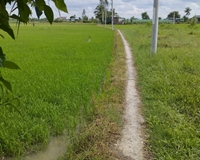 Bán lô đất ruộng vuông vức đầu tư gần Ủy ban xã Long Chánh, Tx Gò Gông, Tiền Giang