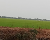 Bán Gấp Đất Đẹp tại xã Tân Thành, Huyện Mộc Hóa, Tỉnh Long An
