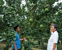 Chính chủ cần bán gấp 1000m2 đất vườn trái cây gia 195 triệu  