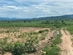 Cần bán  lô  đất  1,9 mẫu tại huyện La Pa, tỉnh Gia Lai-1