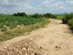 Cần bán  lô  đất  2,1 mẫu tại huyện La Pa tỉnh Gia Lai-1