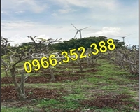 ⭐Chính chủ cần bán gấp giá rẻ lô đất trồng cây lâu năm gần KCN Phước Nam, Ninh Thuận; 0966352388