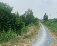 Bán lô đất mít đang cho trái xã Tân Hiệp huyện Thạnh Hoá tỉnh Long An