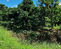 Bán đất rẫy có cà phê, tiêu, và các cây trồng phụ khác tại Xã Nghĩa Thắng, Đắk Nông
