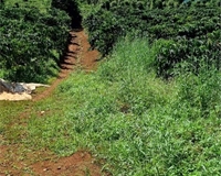 Bán đất rẫy có cà phê, tiêu, và các cây trồng phụ khác tại Xã Nghĩa Thắng, Đắk Nông