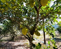 Bán ĐẤT BIỆT THỰ tặng vườn cây ăn trái sát Hương Lộ 39 xã Suối Tiên, dân cư xung quanh đông đúc, gần chợ, trường học, ủy ban xã.