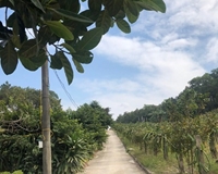 Cần bán đất 17,600m2 đất cây lâu năm kèm đất ở tại khu Tân Lập 2, Phương Đông, TP Uông Bí, tỉnh Quảng Ninh