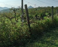 Chính chủ cần bán lô đất tại tiểu khu Pa Khen 2 , thị trấn Nông trường MC , huyện Mộc Châu , Tỉnh Sơn La