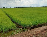 ĐẤT ĐẸP - GIÁ TỐT – Bán 49 Công Đất Ruộng Tại Huyện Kiên Lương - Kiên Giang