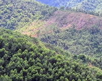 Chuyển nhượng 1700ha đất rừng kết hợp vùng nguyên liệu sx tại Hòa Bình.