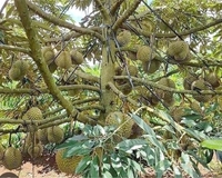 Xuất cảnh cần bán gấp đất vườn cây ăn trái tổng diện tích 15 Hecta , đất đỏ Bazan, tại huyện Đắk Glong,Đắk Nông