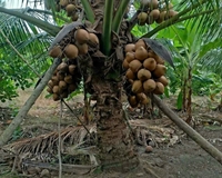 4 mẫu đất trồng dừa xã Thạnh Lợi, Bến Lức, Long An giá 15,5 tỷ