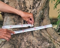Bán 2 cây sưa đỏ trên 100 năm tuổi tại Đồng Nai ( giấy tờ đầy đủ hợp pháp )