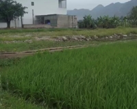 Do gia đình em có công việc nên e cần bán nhanh 3 mảnh đất tại Nga Sơn, Thanh Hoá.