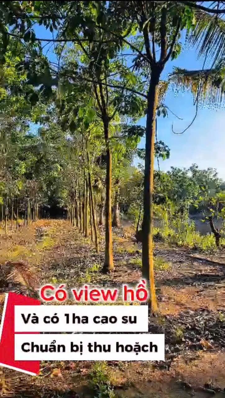 SIÊU PHẨM 1,7HA Nhà yến cùng 500 cây cao su đang thu hoạch, dòng tiền sẵn tại Đông Hà, Bình Thuận