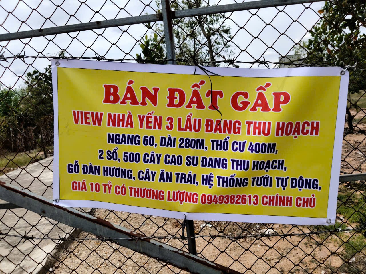 SIÊU PHẨM 1,7HA Nhà yến cùng 500 cây cao su đang thu hoạch, dòng tiền sẵn tại Đông Hà, Bình Thuận