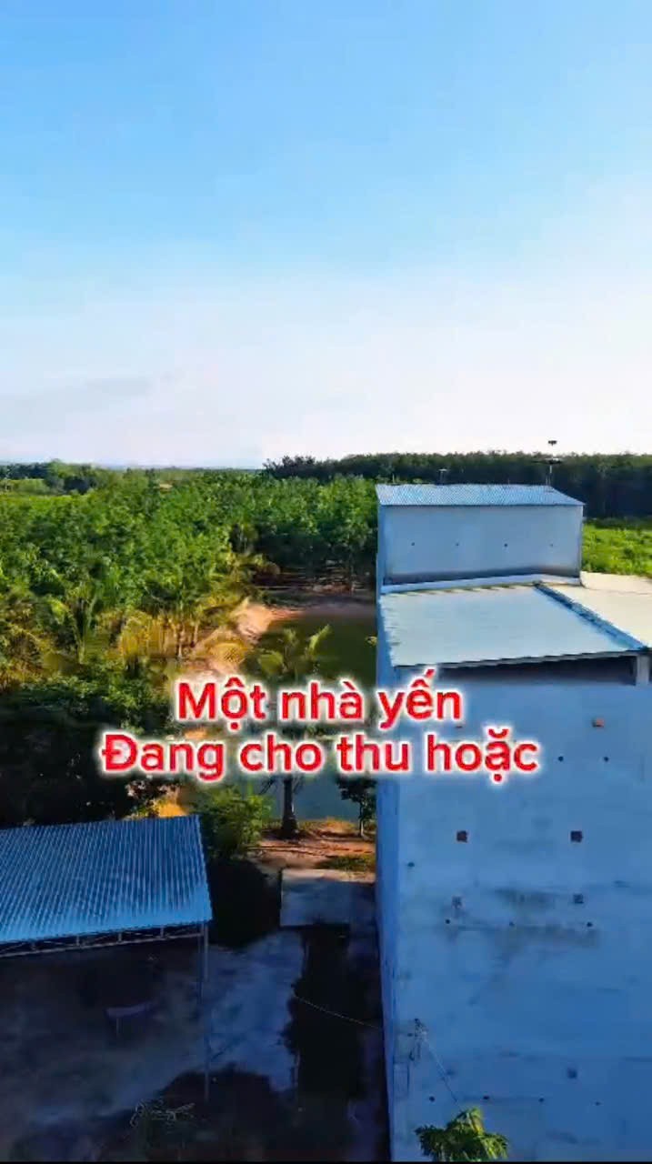 SIÊU PHẨM 1,7HA Nhà yến cùng 500 cây cao su đang thu hoạch, dòng tiền sẵn tại Đông Hà, Bình Thuận
