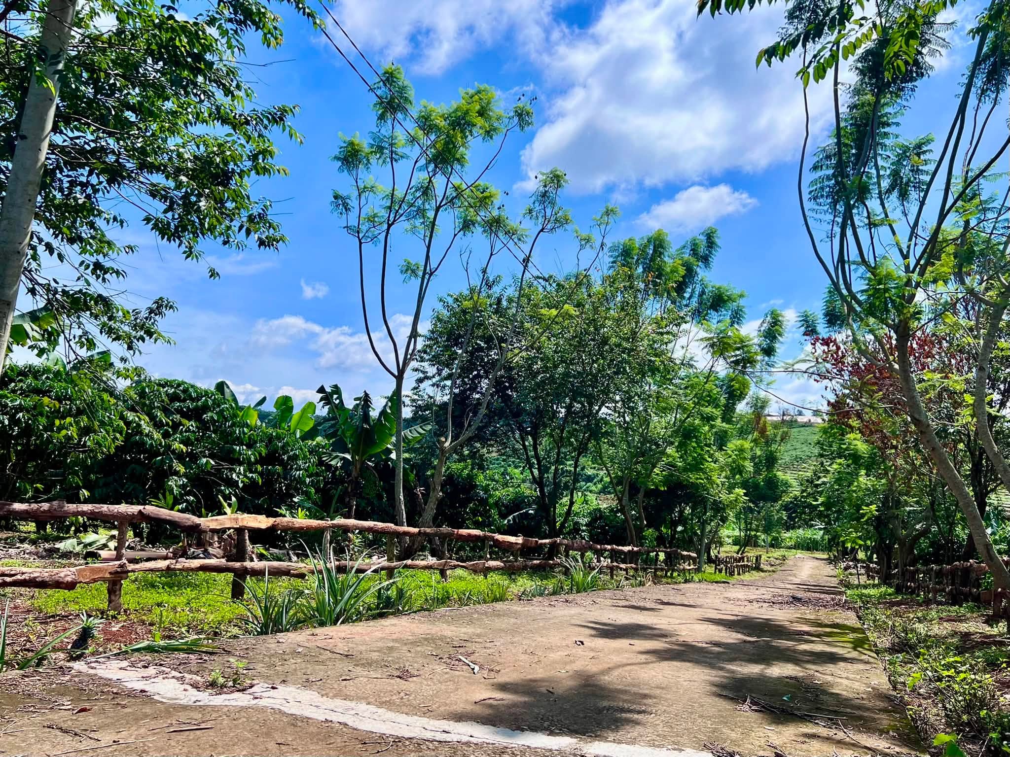 Bán Đất Nam Hà 1.000m² Hai Mặt Tiền – Có Sẵn Cà Phê Thu Hoạch, Không Gian Xanh Ven Đà Lạt