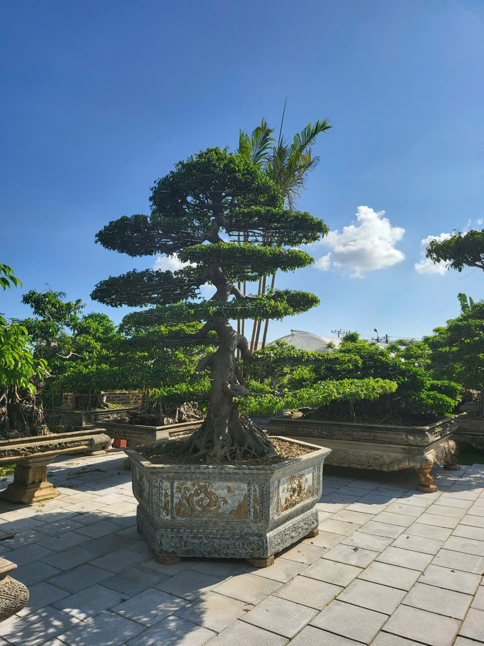 MỘT KHÔNG GIAN NHÀ VƯỜN HIẾM CÓ TẠI TRUNG TÂM HOÀNH BỒ - HẠ LONG