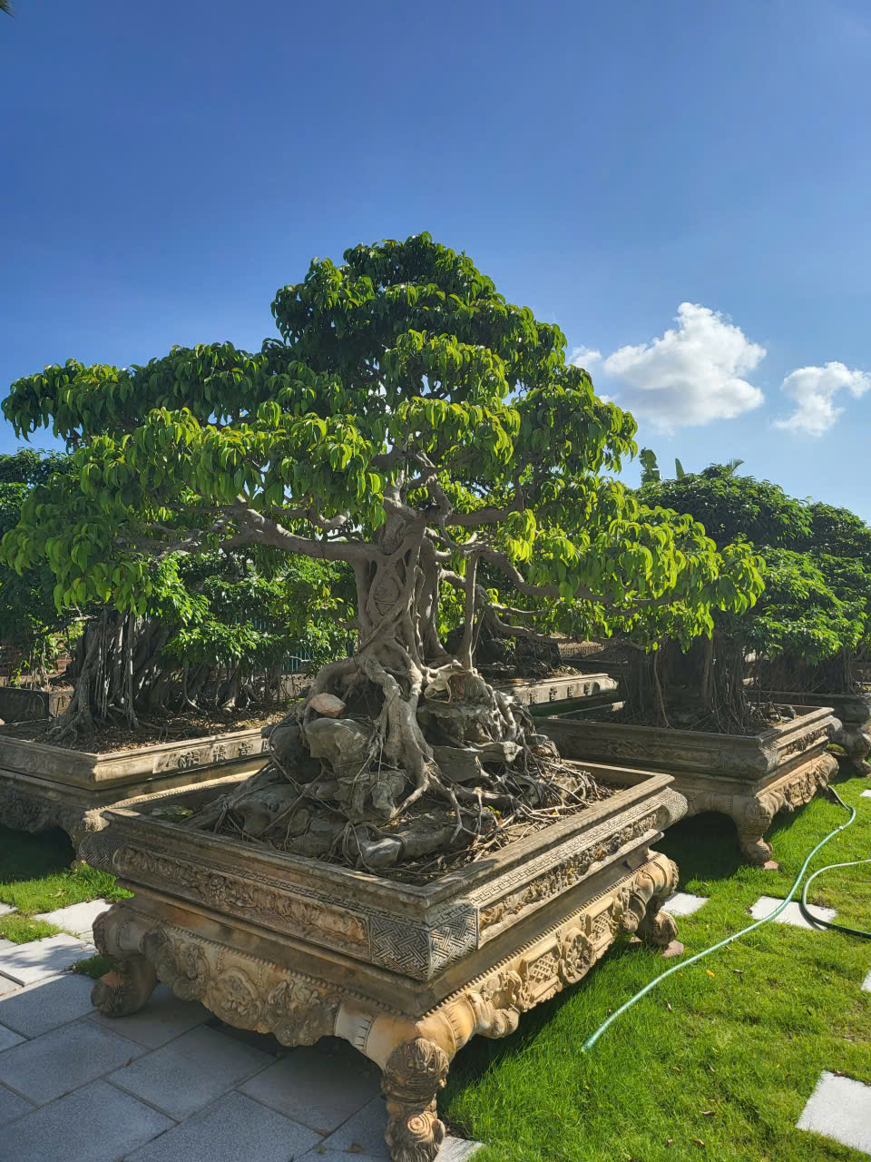 MỘT KHÔNG GIAN NHÀ VƯỜN HIẾM CÓ TẠI TRUNG TÂM HOÀNH BỒ - HẠ LONG