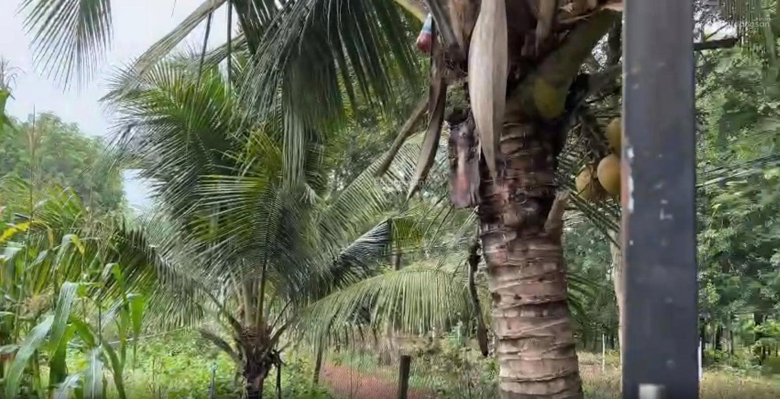CHÍNH CHỦ BÁN HOẶC CHO THUÊ NHÀ VƯỜN 1.600m² – KHÔNG GIAN XANH LÝ TƯỞNG CHO NGHỈ DƯỠNG, LÀM HOMESTAY HOẶC CANH TÁC-3