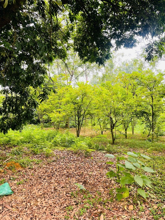 Chính chủ cần bán khu đất đẹp tiềm năng đầu tư cao Phương Hạnh , Xã Tân Tiến, Huyện Chương Mỹ, Hà Nội