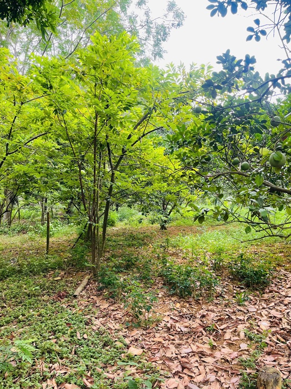 Chính chủ cần bán khu đất đẹp tiềm năng đầu tư cao Phương Hạnh , Xã Tân Tiến, Huyện Chương Mỹ, Hà Nội-4