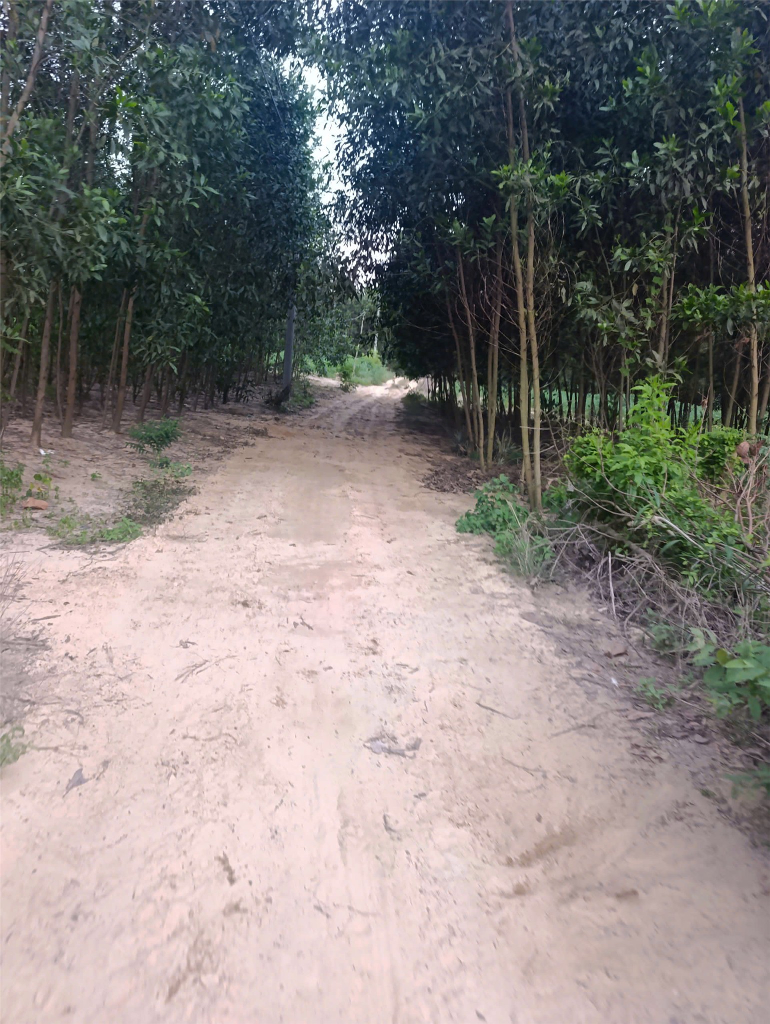 CƠ HỘI ĐẦU TƯ SINH LỜI - Chính Chủ Cần Bán Đất tại Xã Tân Hiệp,  Long Thành, Đồng Nai.