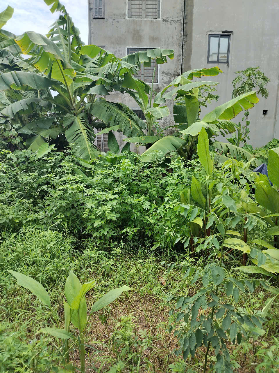 BÁN 48M ĐẤT ĐẤU GIÁ AO NGÒI – OTO TRÁNH – GIÁ NHỈNH 5 TỶ-3