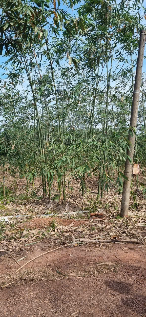 CHÍNH CHỦ CẦN BÁN NHANH ĐẤT 154M² TẠI XÃ TRỪ VĂN THỐ – HUYỆN BÀU BÀNG, TP. HỒ CHÍ MINH