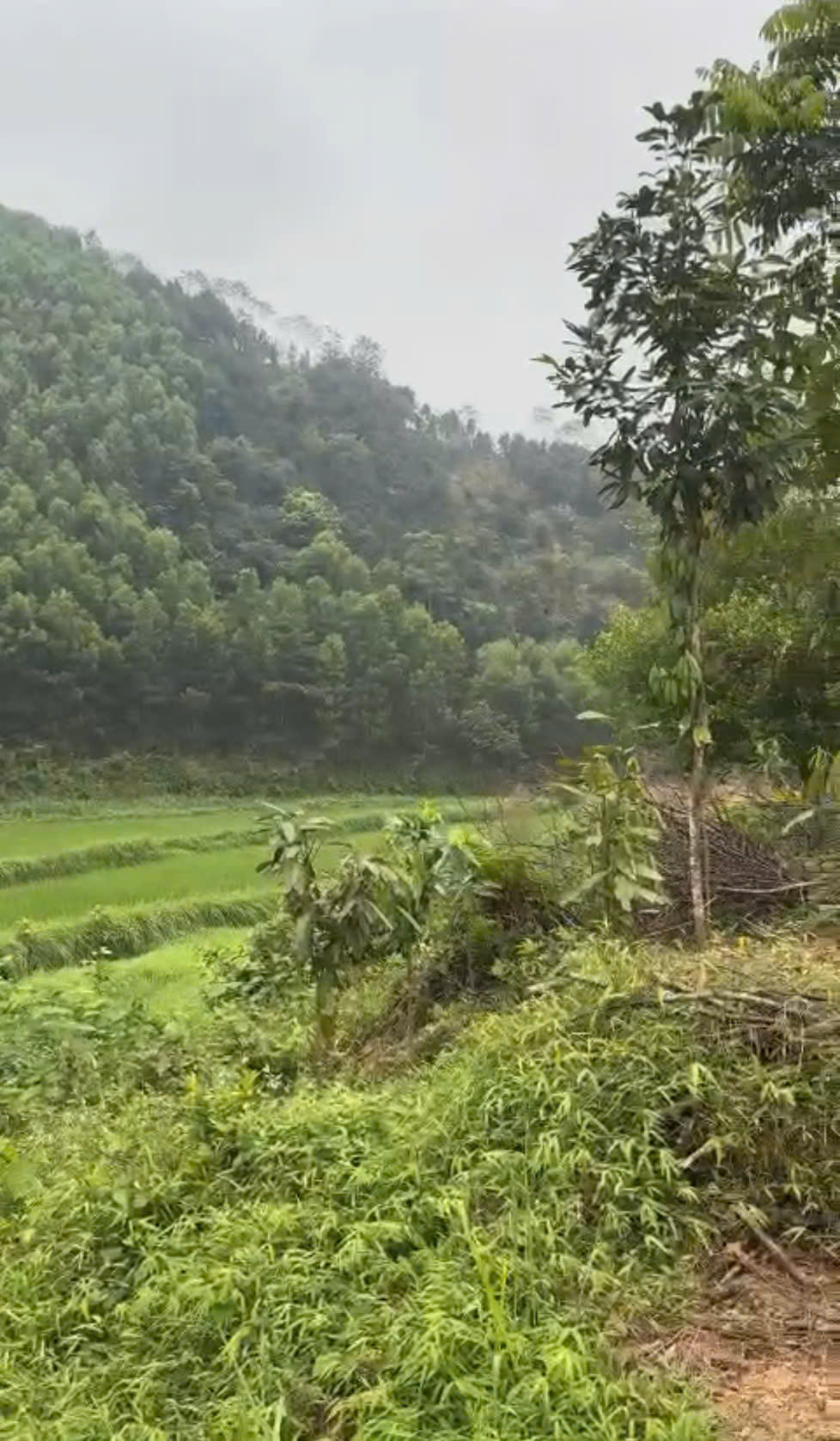 CẦN BÁN NHANH LÔ ĐẤT CHÍNH CHỦ TẠI TÂN DƯƠNG, ĐỊNH HÓA, THÁI NGUYÊN