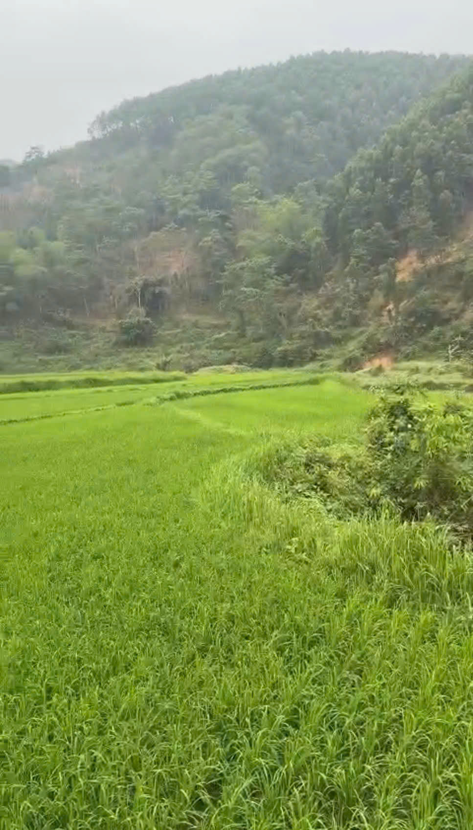 CẦN BÁN NHANH LÔ ĐẤT CHÍNH CHỦ TẠI TÂN DƯƠNG, ĐỊNH HÓA, THÁI NGUYÊN-3
