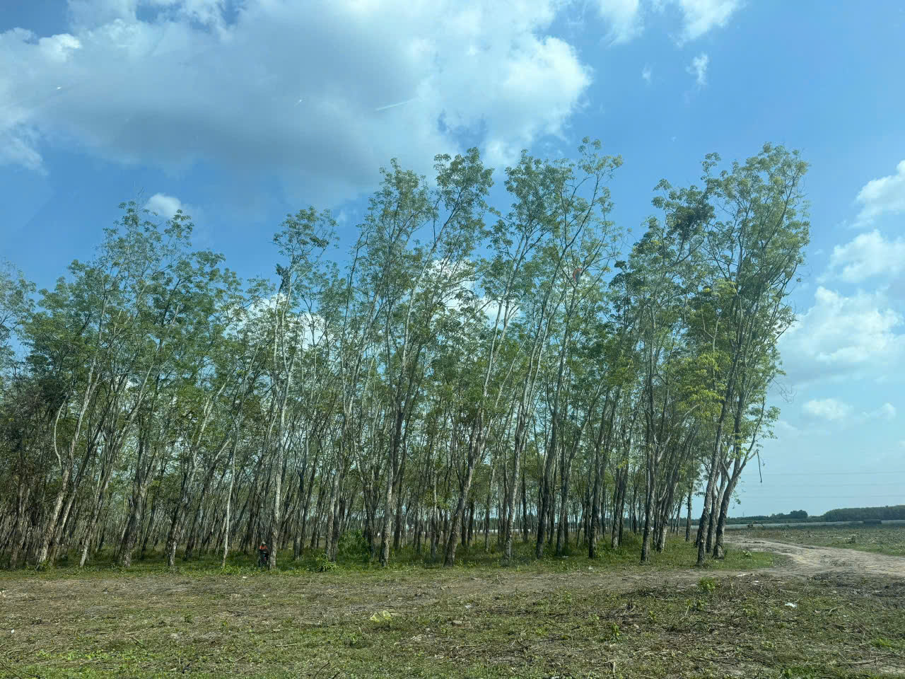 SIÊU PHẨM (46x110) 2MT CỦ CHI – 4.500m², THỔ CƯ 2.600m², CHỈ 8 TRIỆU/m²