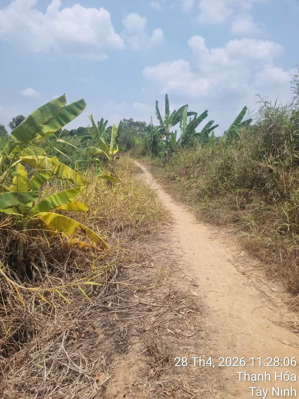 Chính Chủ Bán Đất Ruộng Đã Lên Líp sẵn Tại Ấp 2 Vụ(đường cái tôm) xã Tân Thạnh, Tây Ninh-2
