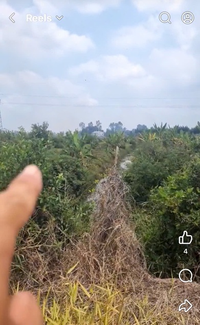 Chính Chủ Bán Đất Ruộng Đã Lên Líp sẵn Tại Ấp 2 Vụ(đường cái tôm) xã Tân Thạnh, Tây Ninh-4