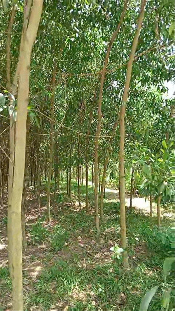 ĐẤT ĐẸP- GIÁ TỐT BÁN NHANH LÔ ĐẤT ĐẦU TƯ LÀ SINH LỜI TẠI huyện Yên Thế tỉnh Bắc Giang