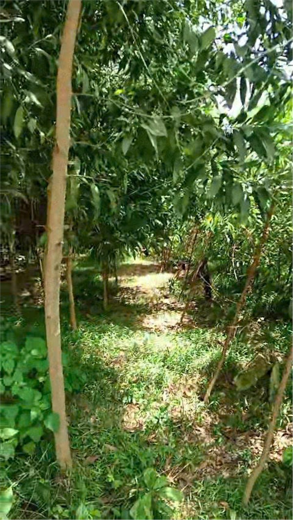 ĐẤT ĐẸP- GIÁ TỐT BÁN NHANH LÔ ĐẤT ĐẦU TƯ LÀ SINH LỜI TẠI huyện Yên Thế tỉnh Bắc Giang-3