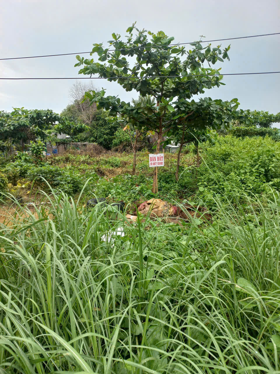 ► BÁN GẤP ĐẤT TRUNG TÂM TX. DUYÊN HẢI – TRÀ VINH-4