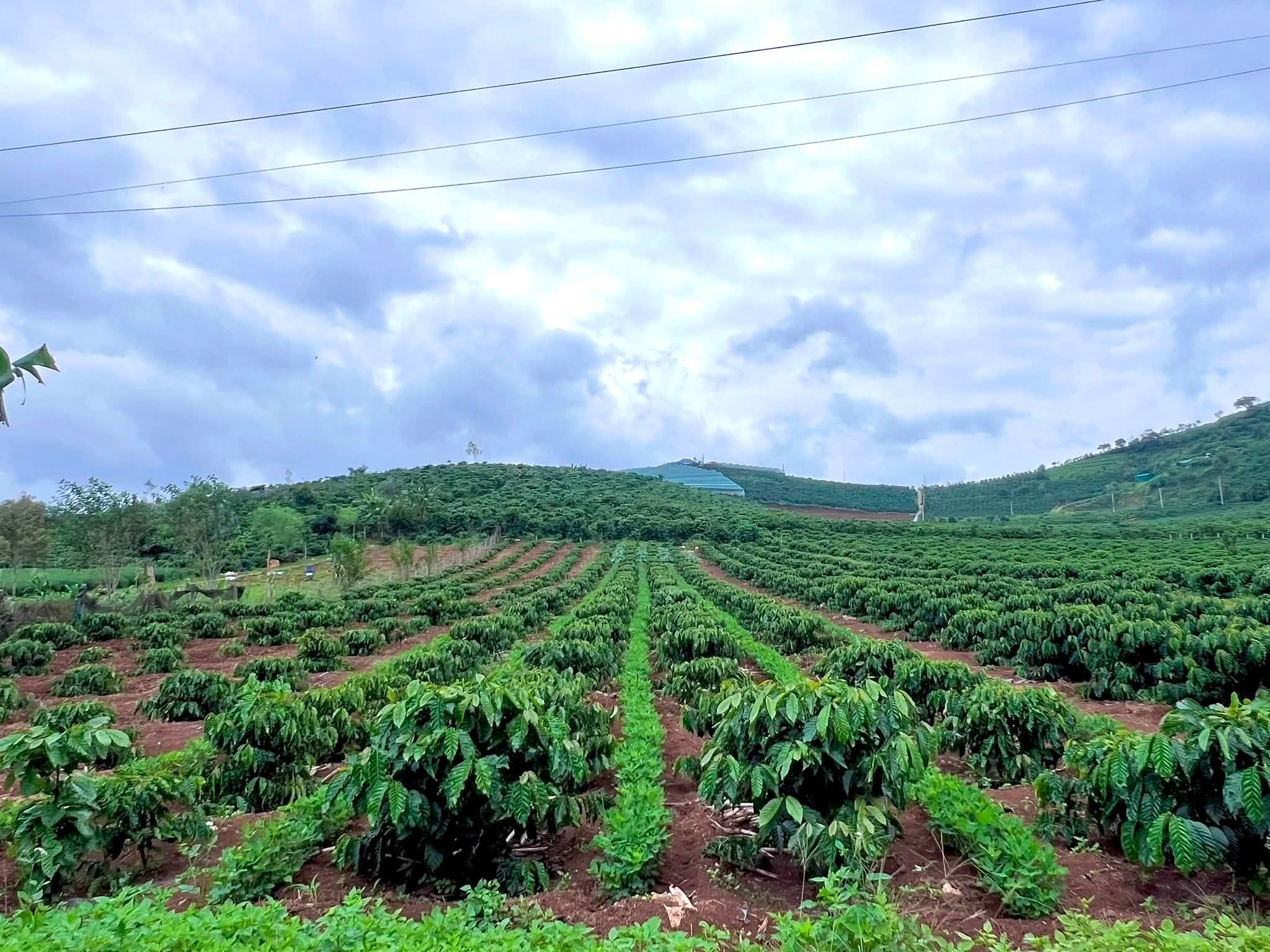 Cần Bán Đất Ven Đà Lạt 1.001m² Có 200m² Thổ Cư View Núi Đẹp Tại Nam Hà