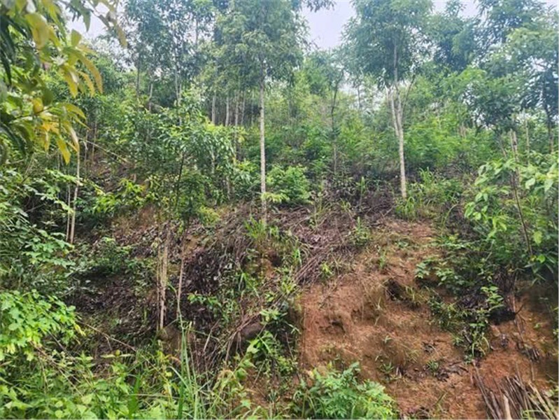 ĐẤT ĐẸP - GIÁ ĐẦU TƯ  – CHÍNH CHỦ CẦN BÁN NHANH  2 LÔ ĐẤT RẪY TẠI H. Đăk Glei, T. Kon Tum