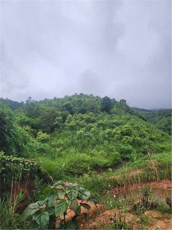 ĐẤT ĐẸP - GIÁ ĐẦU TƯ  – CHÍNH CHỦ CẦN BÁN NHANH  2 LÔ ĐẤT RẪY TẠI H. Đăk Glei, T. Kon Tum