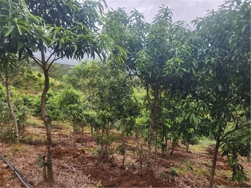 ĐẤT ĐẸP - GIÁ ĐẦU TƯ  – CHÍNH CHỦ CẦN BÁN NHANH  2 LÔ ĐẤT RẪY TẠI H. Đăk Glei, T. Kon Tum-4
