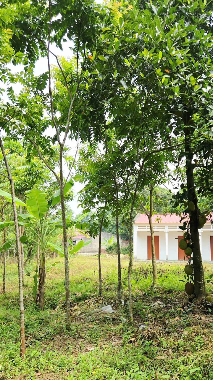 CHÍNH CHỦ CẦN BÁN ĐẤT GẦN KHU DU LỊCH TÂY THIÊN – TAM ĐẢO