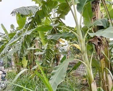 CHÍNH CHỦ BÁN LÔ ĐẤT VỊ TRÍ TRUNG TÂM THÔN TÂN HƯNG, XÃ HÙNG CƯỜNG, TP. HƯNG YÊN