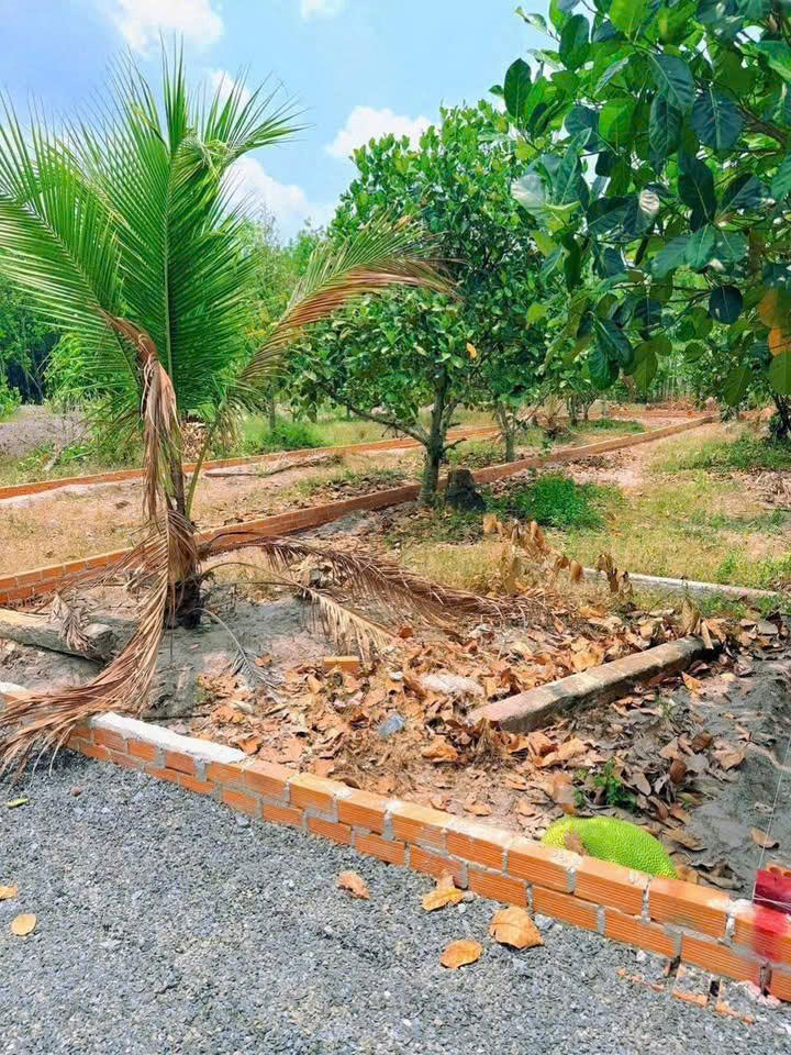 CHỦ ÔM HẾT NỔI – CẦN BÁN GẤP VƯỜN MÍT 175M² CÓ SẴN THỔ CƯ NGAY TRUNG TÂM CHƠN THÀNH – GIÁ CHỈ 6XXTR-3