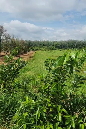 [L2682*] 1.8Ha Đất Trồng Sầu Riêng Sát Chợ Truông Mít - Giá 5.x Tỷ-3