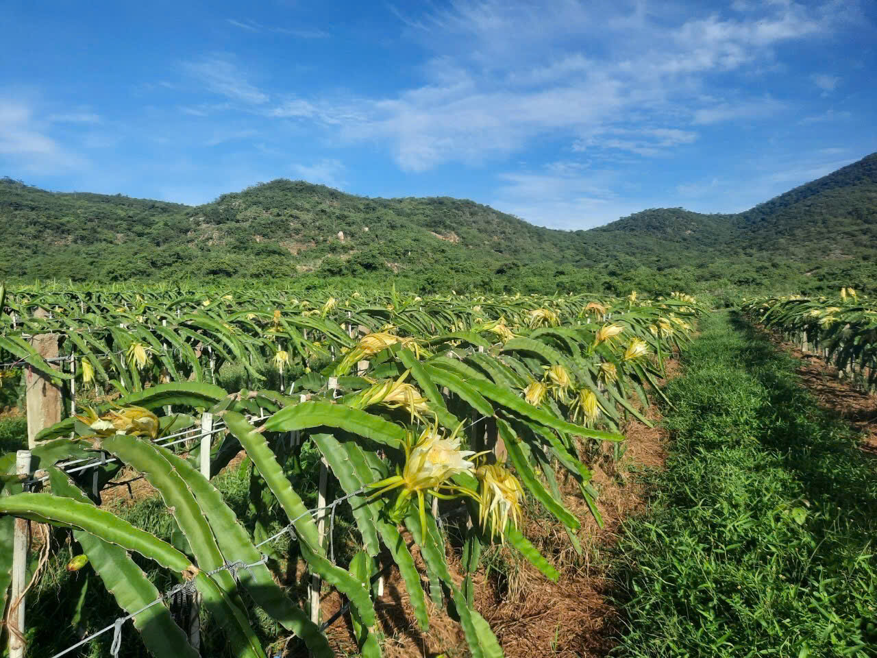 CHÍNH CHỦ BÁN VƯỜN CLN 17,7 Ha tại xã Phú Lạc, Bình Thuận (cũ)