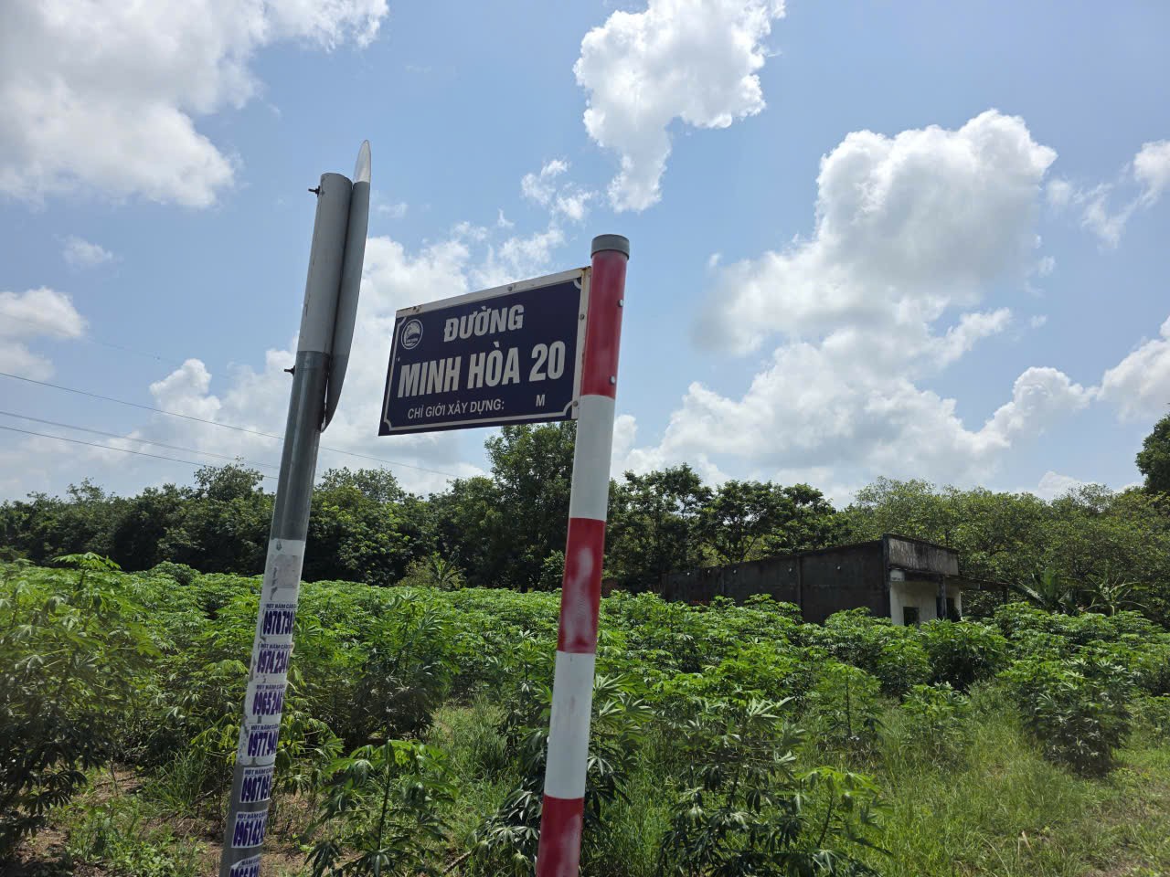 CƠ HỘI ĐẦU TƯ Lô Đất Sào Cao Su đang khai thác  Đường Minh Hòa 20 xã Minh Thạnh, Bình Dương-3